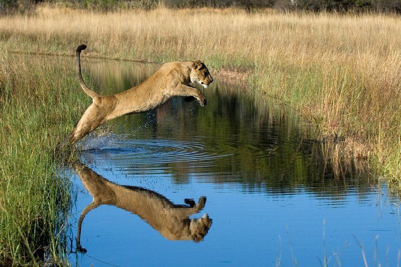 лев, горшков, gorshkov Прыжокphoto preview