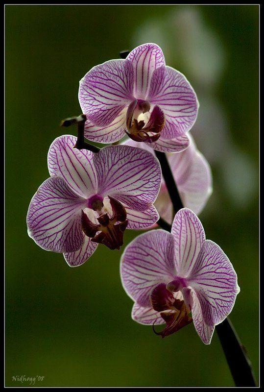 орхидея...photo preview