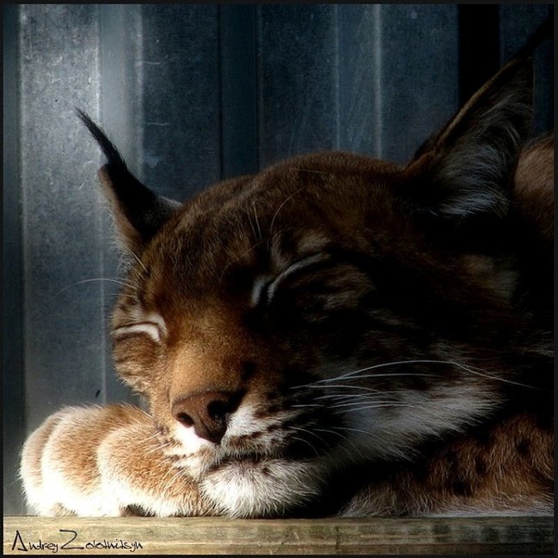 рысь, кошка, животные Утроphoto preview