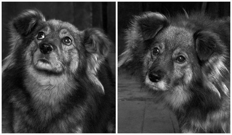 собака, друг, старость, печаль в глазах Малышphoto preview