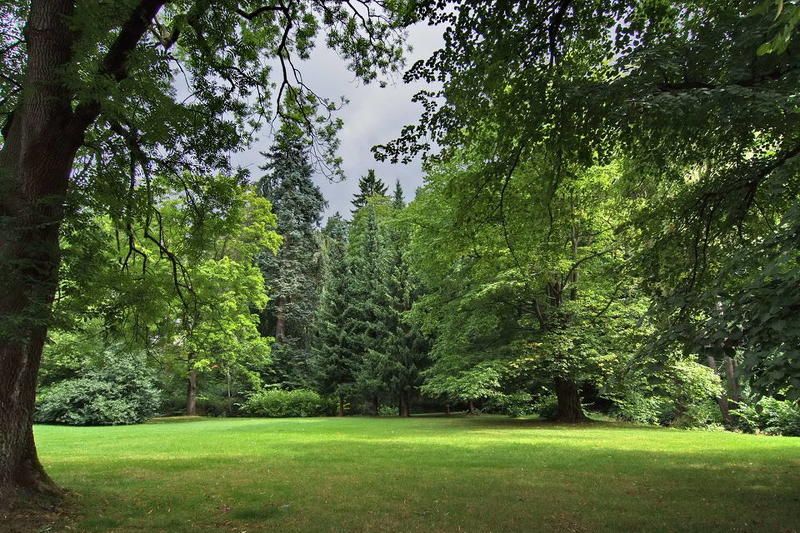 лес, чаща В Чешком лесу фото превью