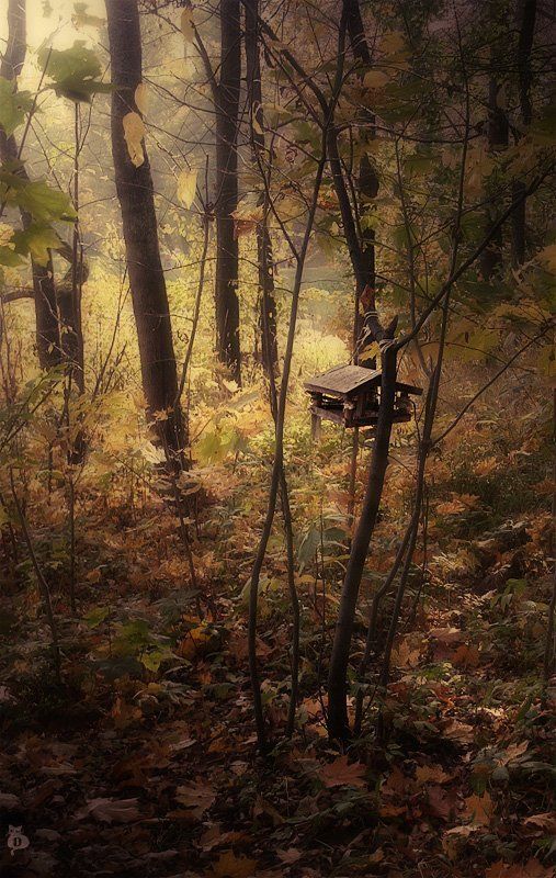 дом, осень, настроение, отношение Дом моей Осениphoto preview