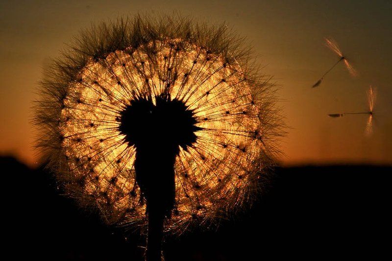 одуванчик, мечтающий стать солнцемphoto preview