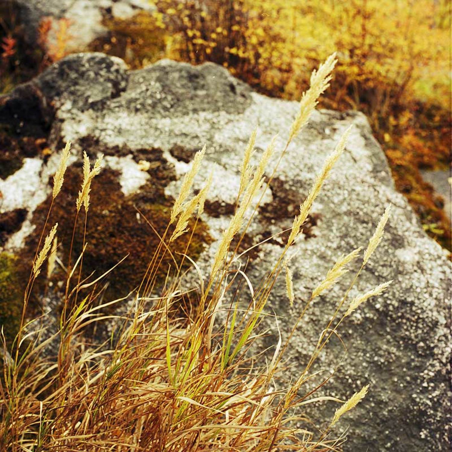 корова, шкура, камень, трава, осень, Александр Сударчиков