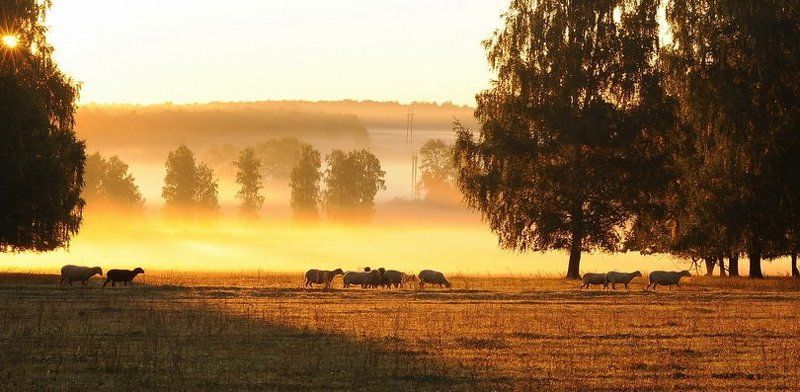 Охота на овецphoto preview