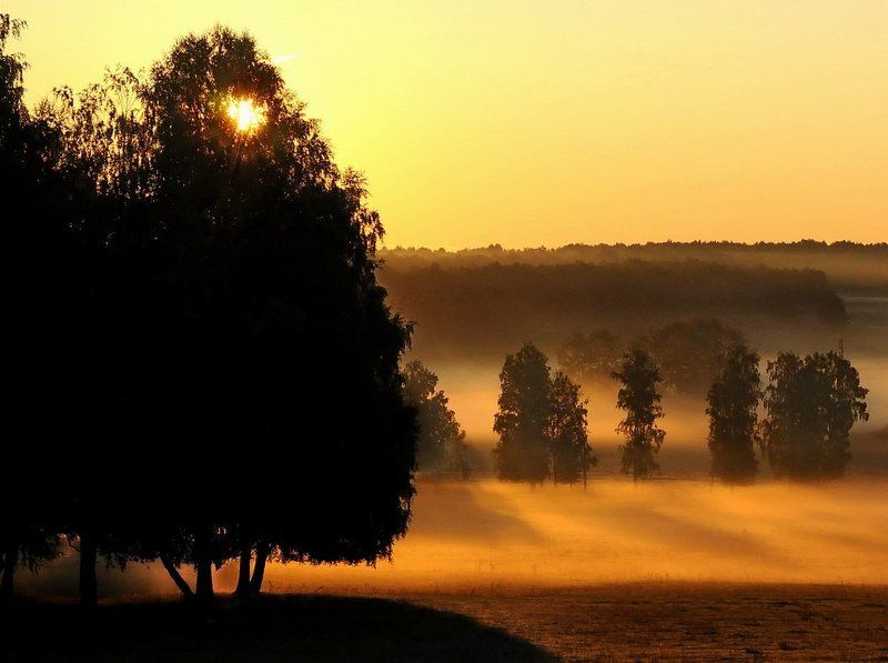 Золотаяphoto preview