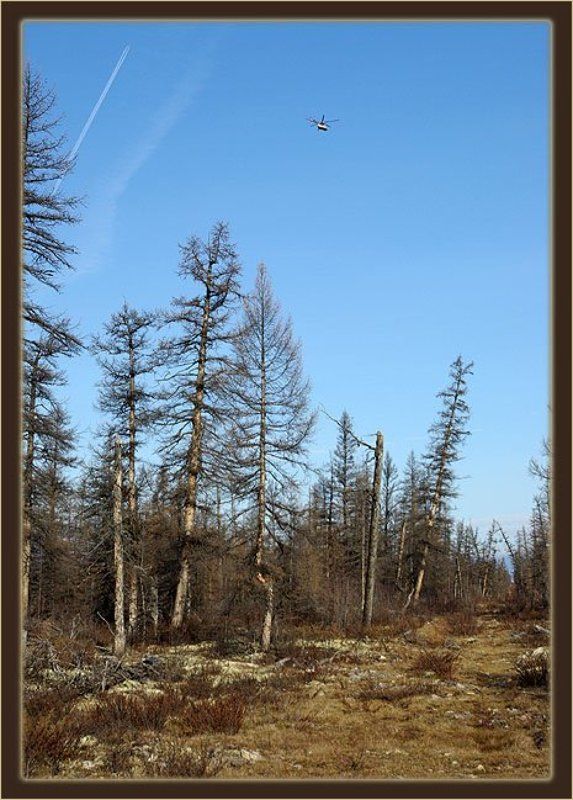 тайга,осень Нарушители тишиныphoto preview