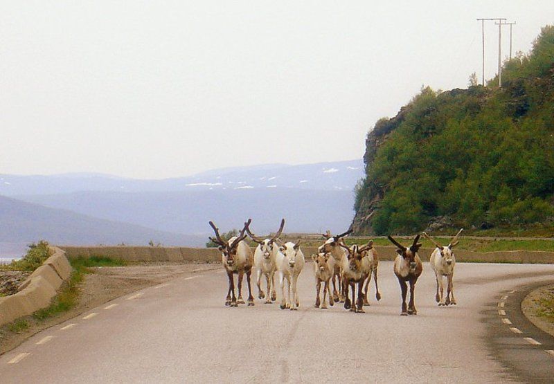 дорога,путешествие,норвегия, уступите дорогу - олени!!!photo preview