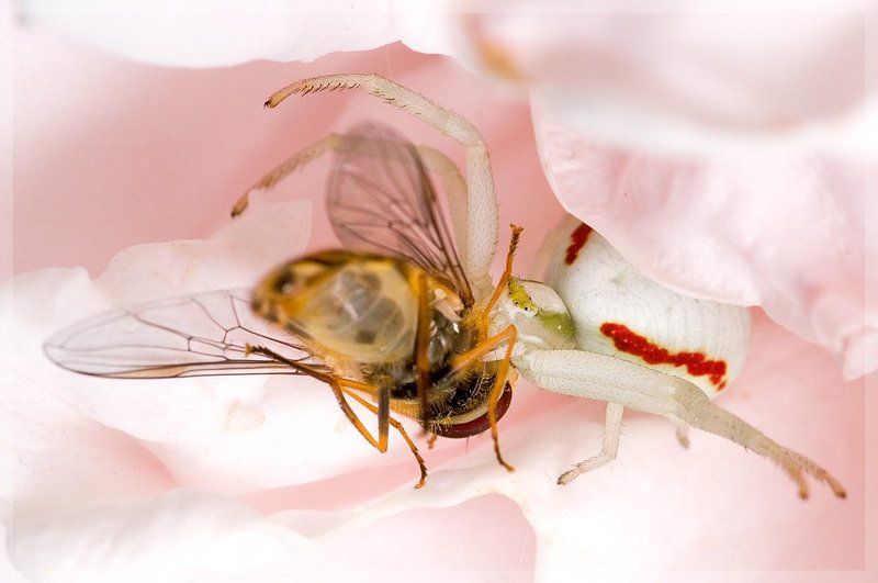 паук, журчалка, spider, jurchalka, dinner Гламурно умереть ...photo preview