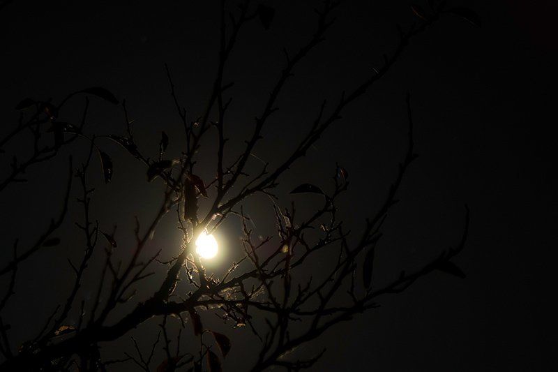 Сквозь лунный свет.photo preview