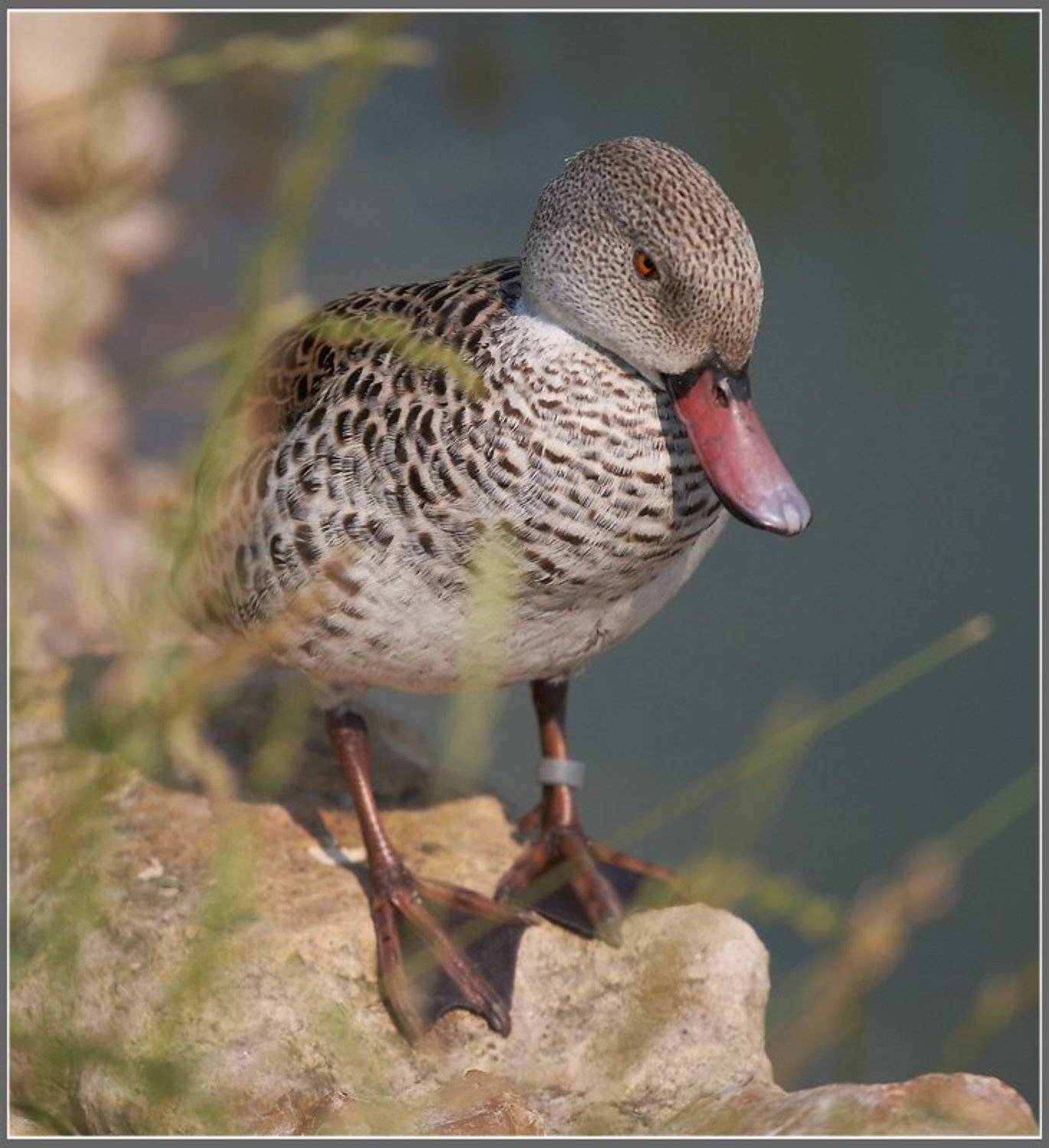 Серая шейка.. Автор: Михаил Русанов , Михаил Русанов