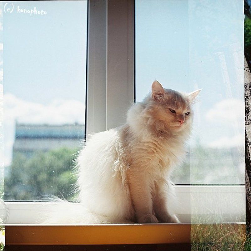 konophoto, пленка 6х6 _Маяphoto preview