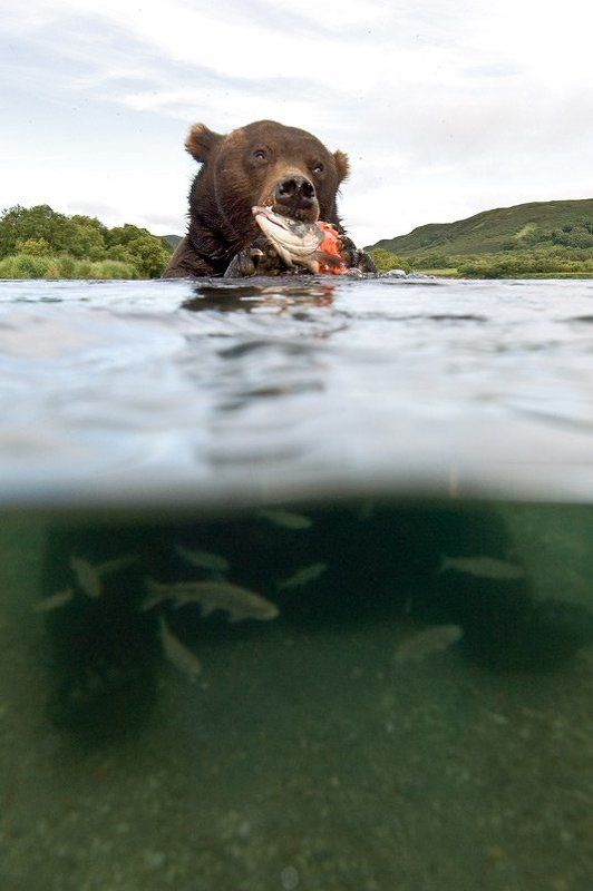 медведь, bear, горшков, gorshkov 50/50photo preview