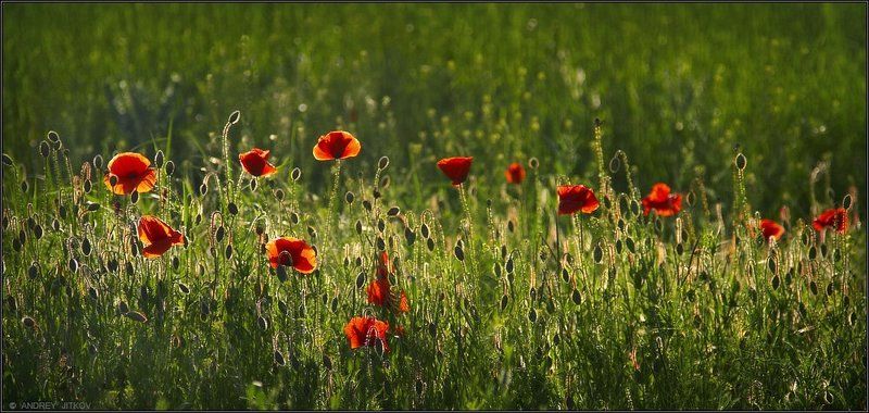 кавказ, пейзаж, маки Маки в контражуре.. фото превью