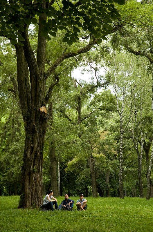 парк, город, чернигов, грибы грибы... :)photo preview