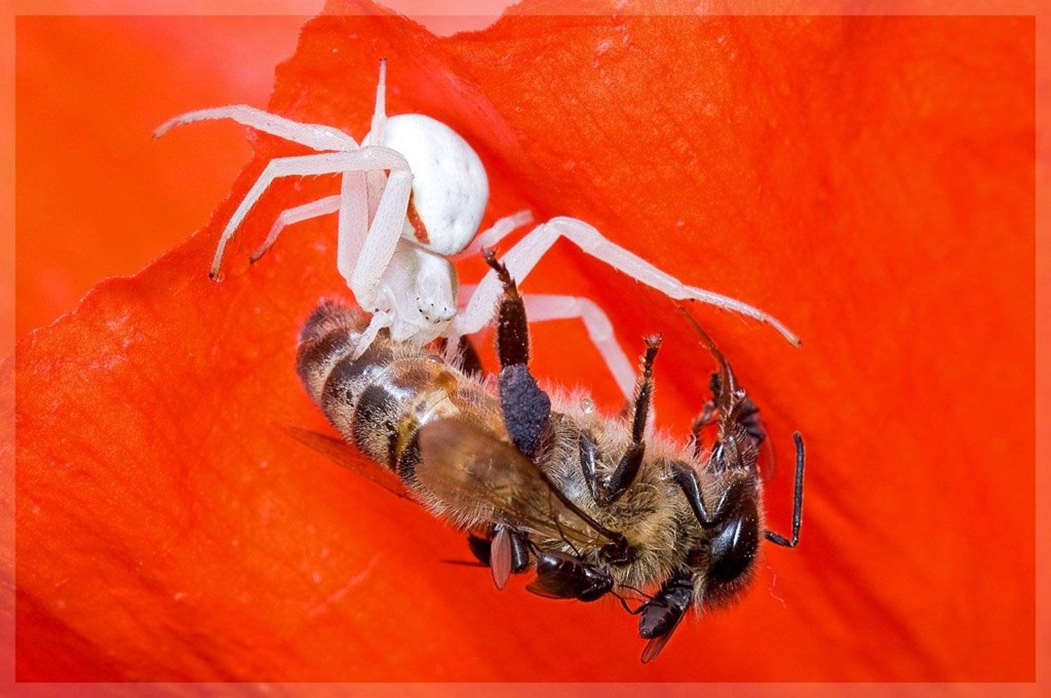 spider, bee, fly, macro, паук, пчела, муха, макро, Amazon-san