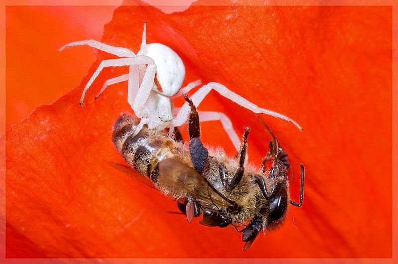 spider, bee, fly, macro, паук, пчела, муха, макро Смерть в красных тонахphoto preview