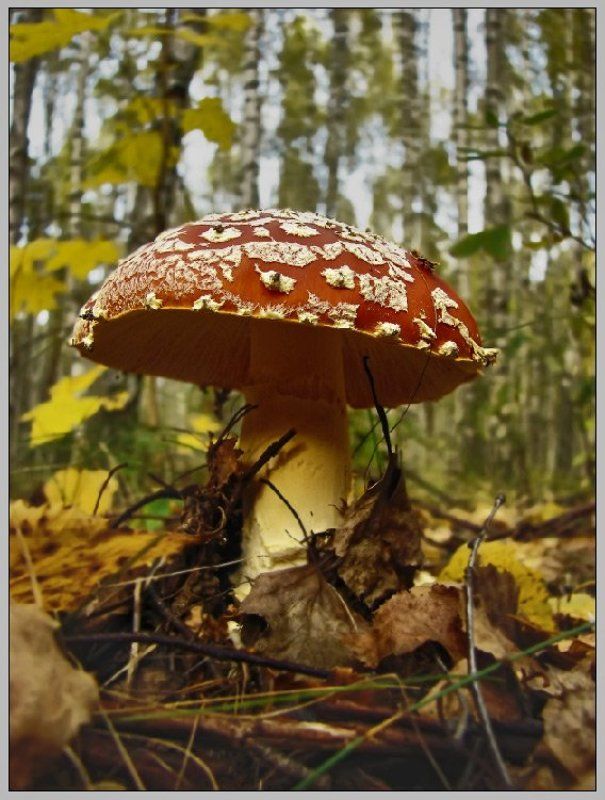 красивый, и, несъедобный photo preview