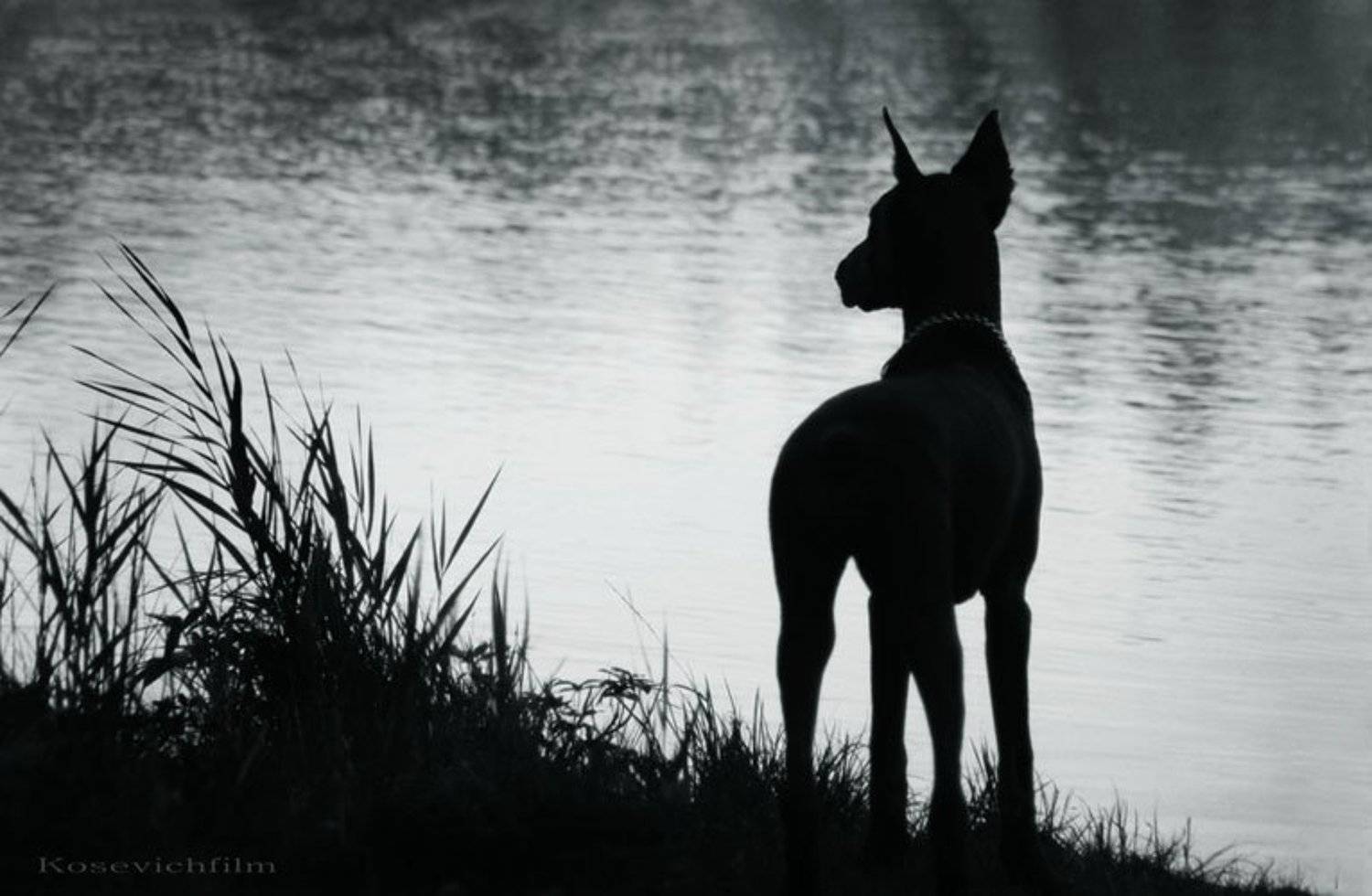 тифи. Автор: kosevichfilm собака,доберман, kosevichfilm