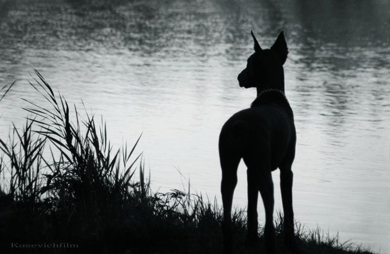 собака,доберман тифиphoto preview