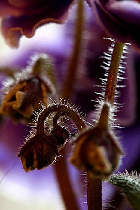 *******. Автор: ИГОРЬ МЕЛЬНИКОВ , ИГОРЬ МЕЛЬНИКОВ