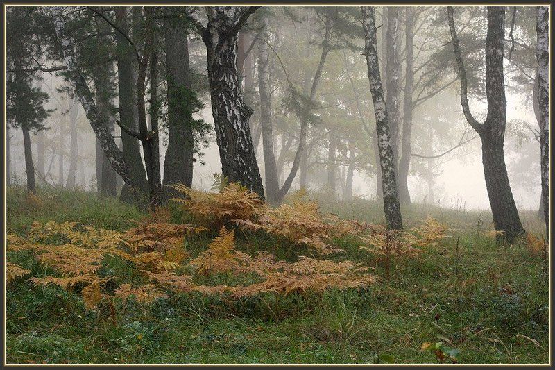 Утренний туманphoto preview