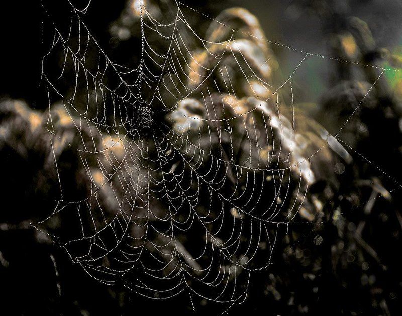 Сваровски от Природыphoto preview