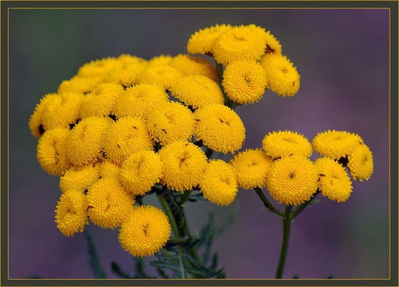 пижма Пижмаphoto preview