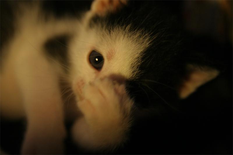 ....отдамся в хорошие руки..photo preview