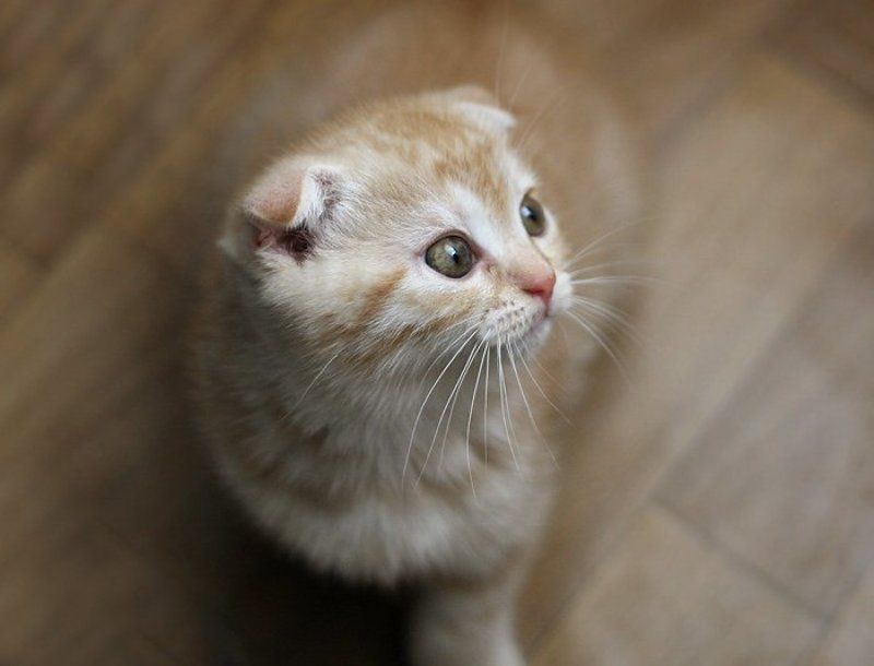 кися, фотя кисяphoto preview