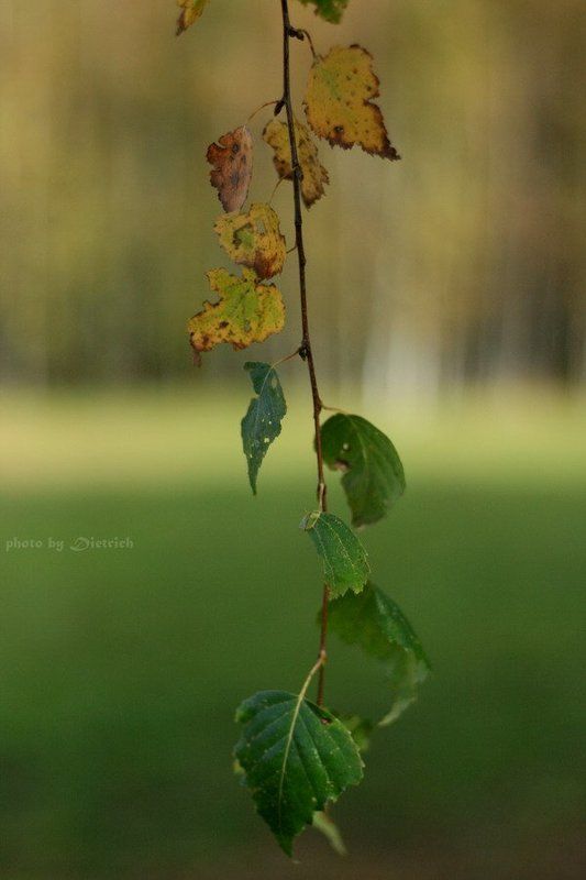 осень, природа, желтый, зеленый, половина Осень? Бабушка надвое сказала...photo preview