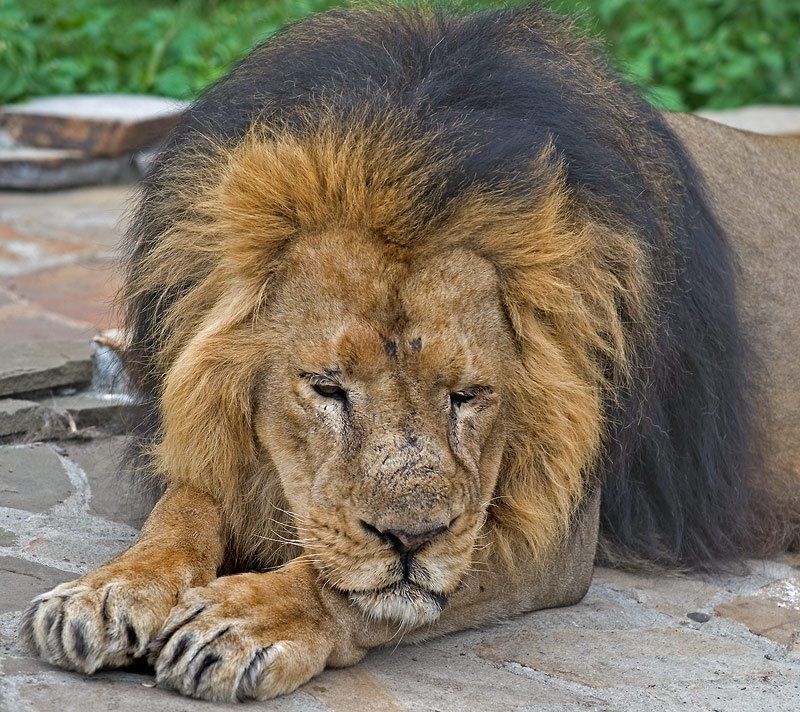 лев,старость Старый...ЦАРЬ!photo preview