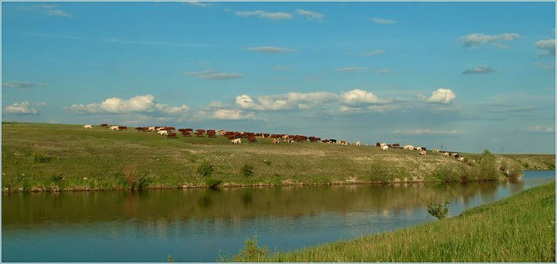 коровы, буренки, озеро, пейзаж Летняя благодатьphoto preview