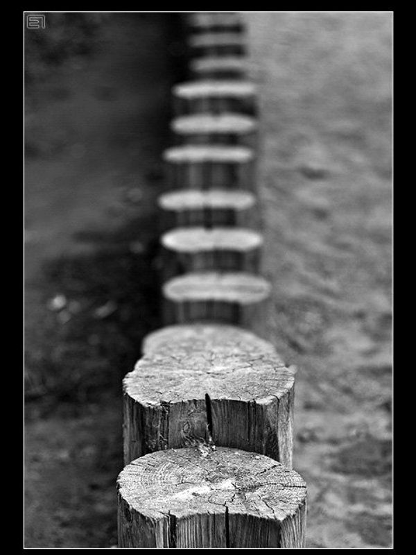 Были деревья...photo preview