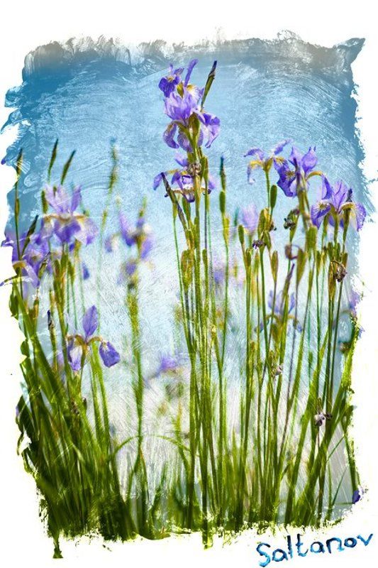 Ирисы.photo preview