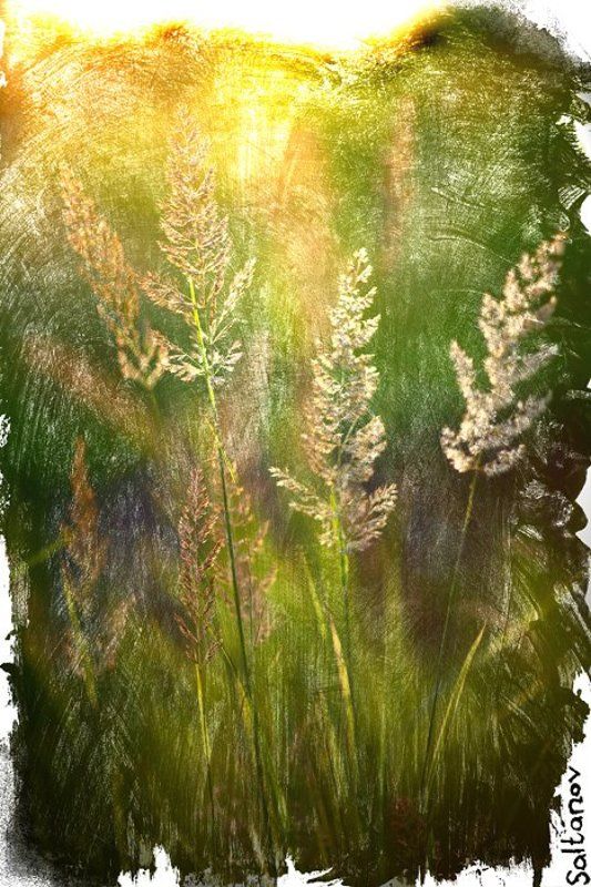 Колоски.photo preview