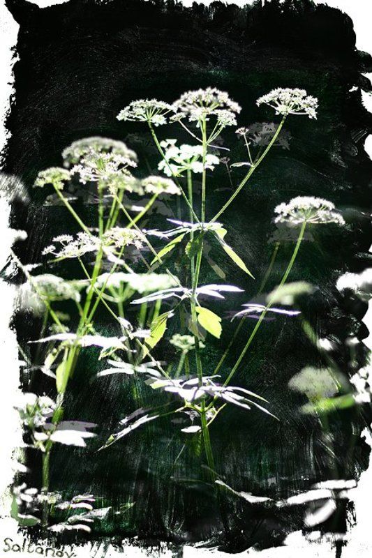 итры со светом, цветами и красками.photo preview