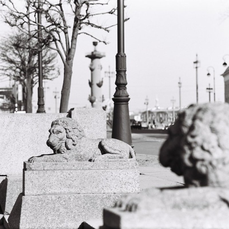 6х6,фотоплёнка,негатив, ч\\б Львыphoto preview