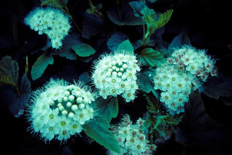 цветы photo preview