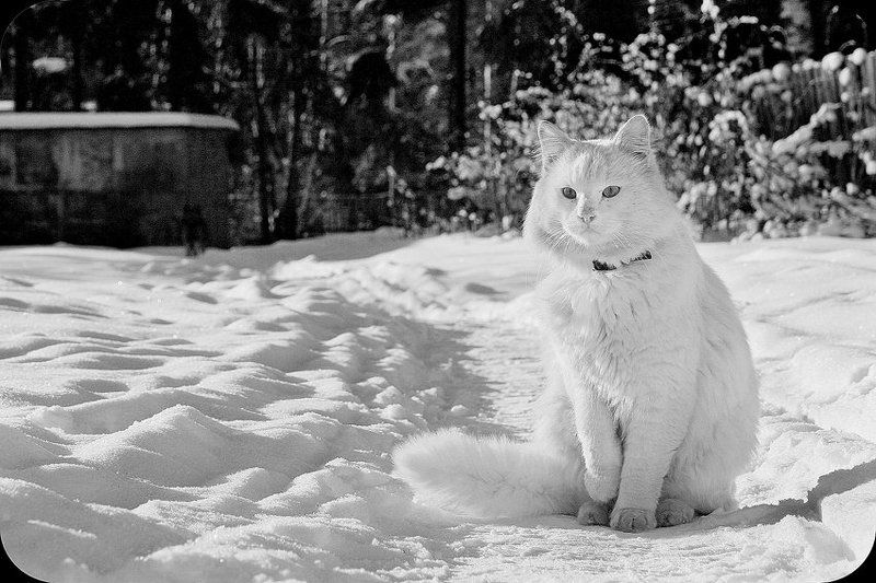 *** фото превью