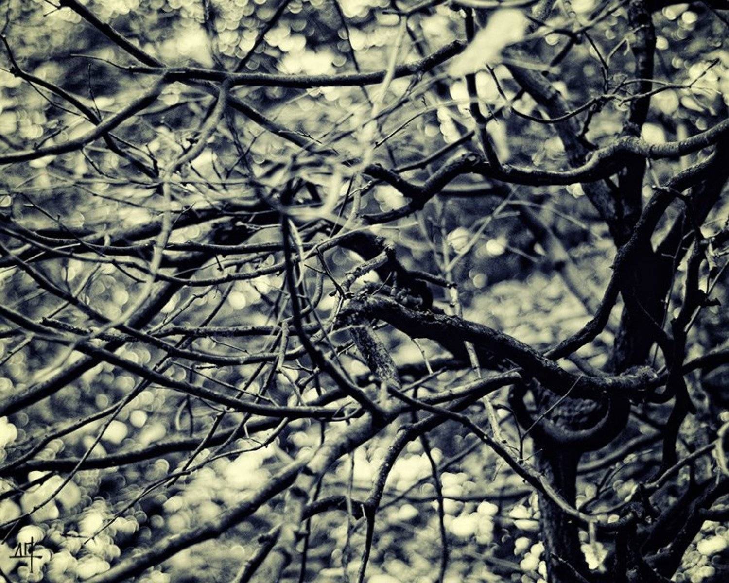 , Дмитрий Плотникофф