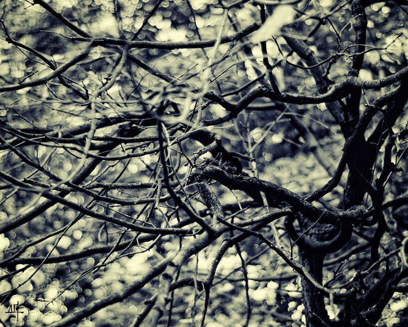 Осенняяphoto preview