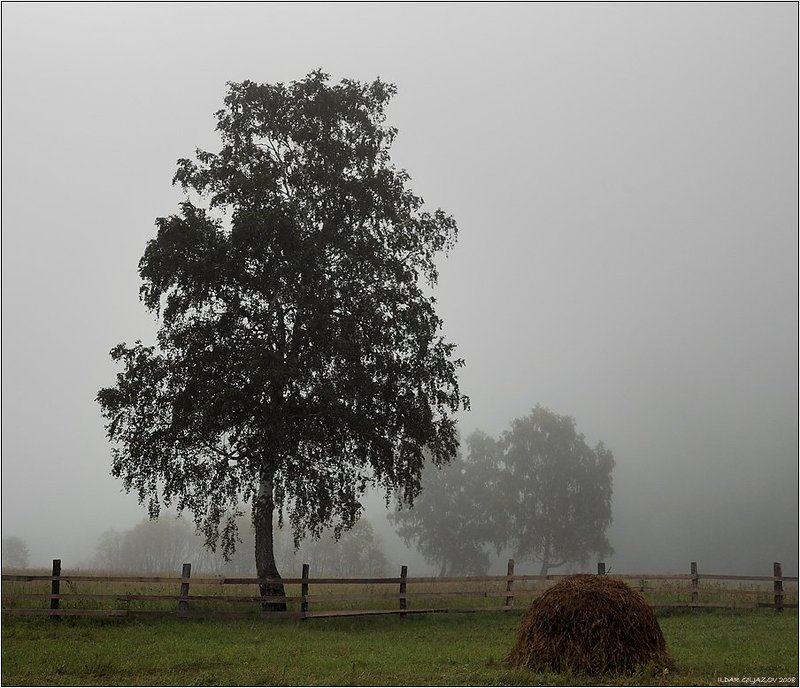туман, утро, береза, сено Там за туманами...photo preview
