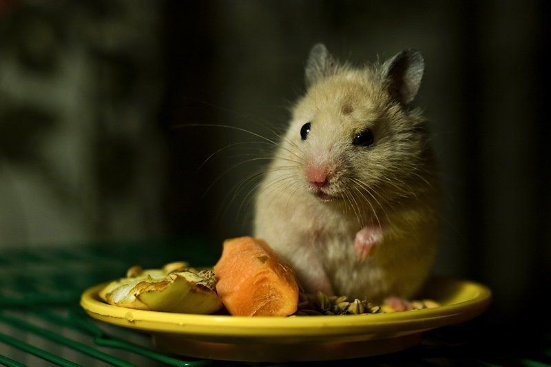 хомяк Оборона пищеблокаphoto preview