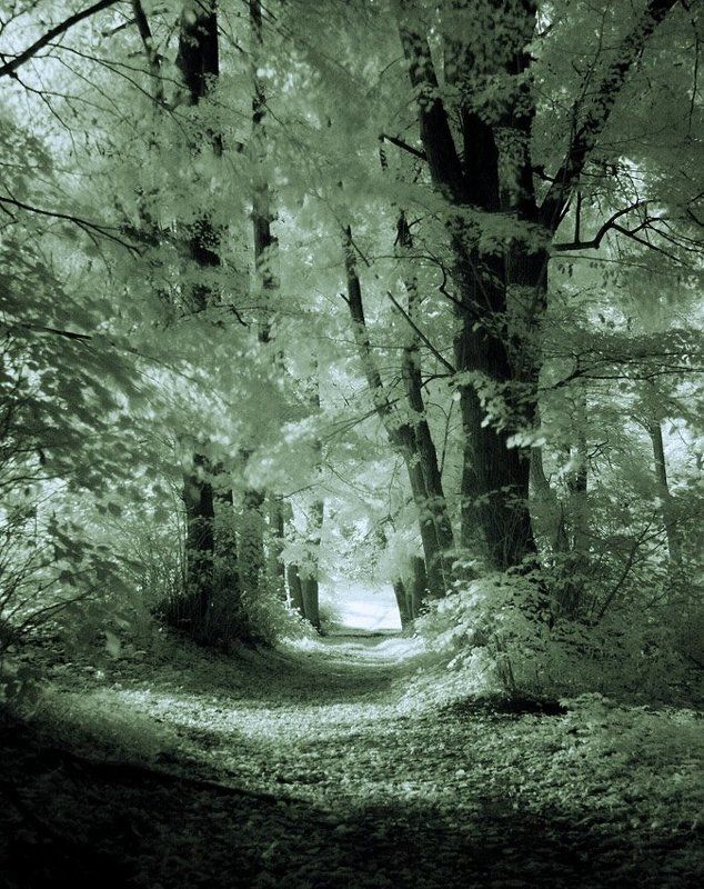 В паркеphoto preview