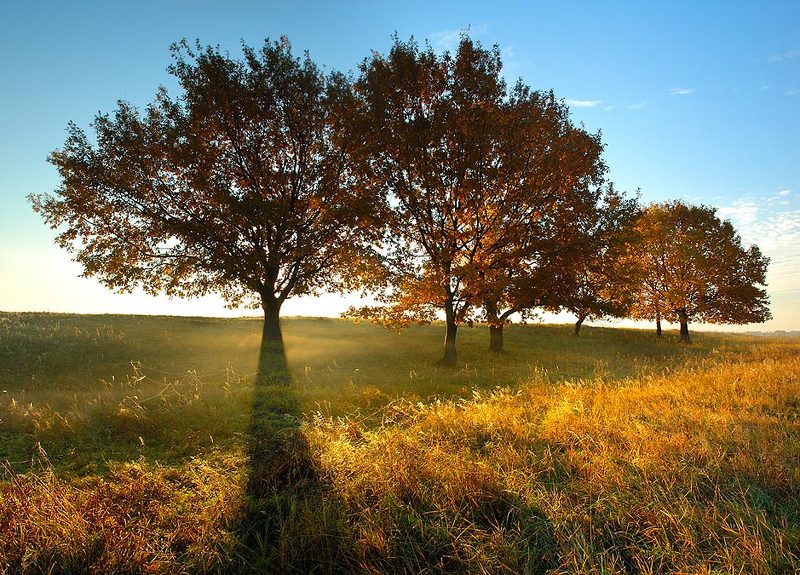 золотая, осень ***photo preview