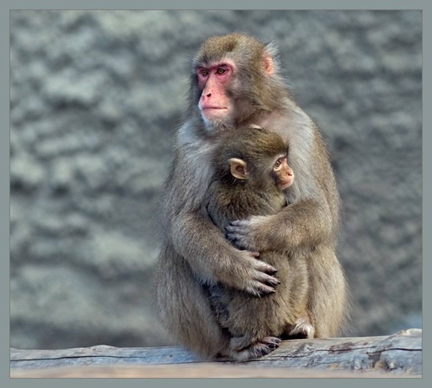 Дитятко. Автор: Ольга Новикова обезьяна,малыш, Ольга Новикова