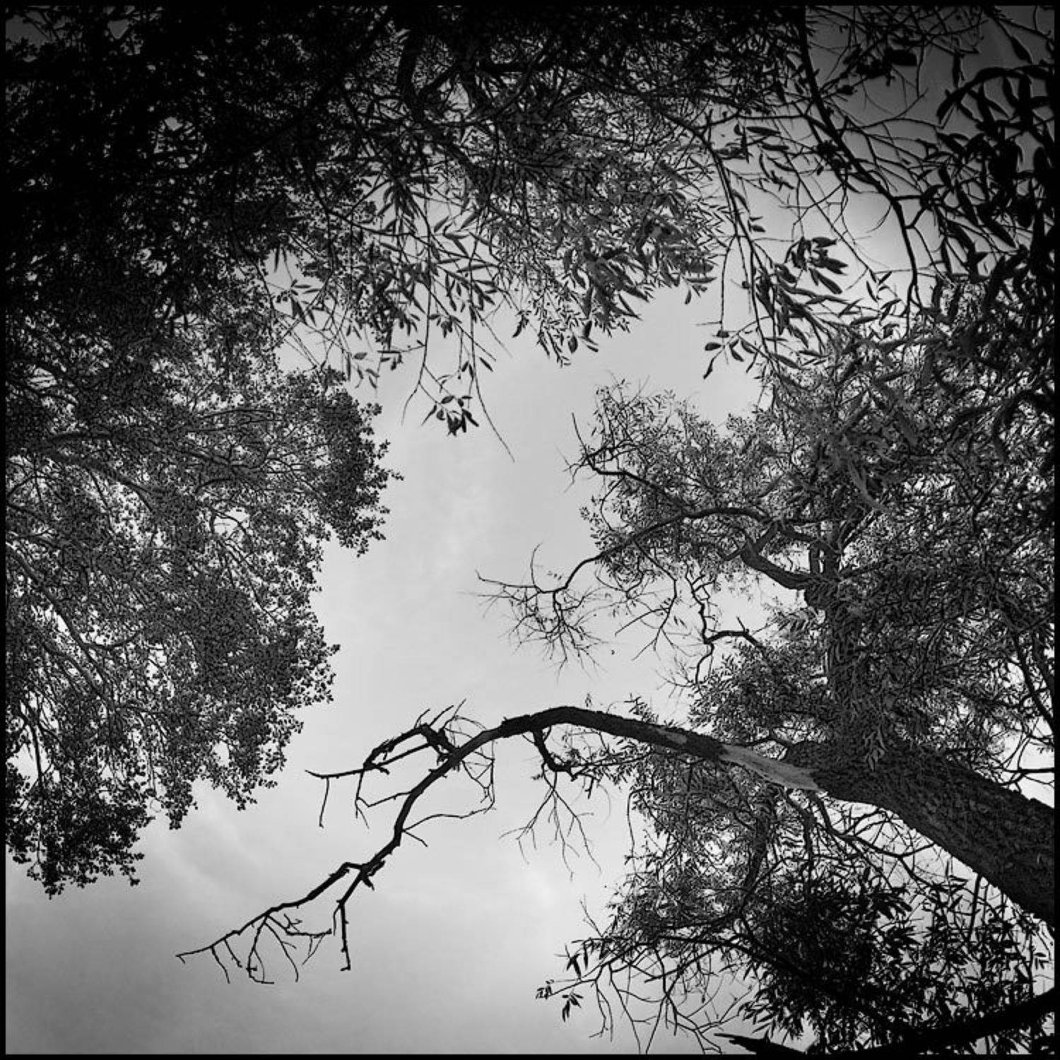 Живые и мертвые. Автор: Самолинов Андрей , Самолинов Андрей