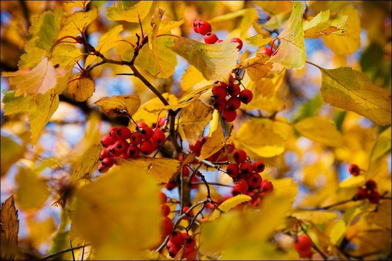 осень, москва, небо, листья, солнце, останкино Московская осеньphoto preview
