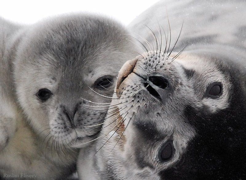 тюлень, антарктика Идиллияphoto preview